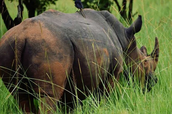 A Thrilling 1-Day Rhino Tracking Tour in Uganda - Why Ziwa is worth a full day from Kampala