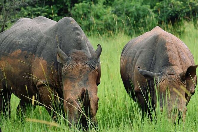 A Thrilling 1-Day Rhino Tracking Tour in Uganda - Following rhino tracks on foot
