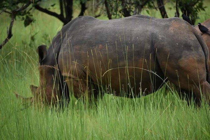 A Thrilling 1-Day Rhino Tracking Tour in Uganda - Meeting Uganda’s rhinos safely