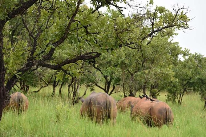 A Thrilling 1-Day Rhino Tracking Tour in Uganda - Lunch and the quieter side of the sanctuary