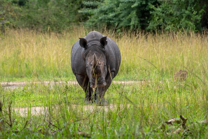 A Thrilling 1-Day Rhino Tracking Tour in Uganda - Practical details that can make the day easier