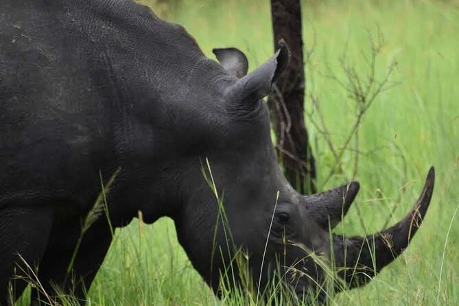 A Thrilling 1-Day Rhino Tracking Tour in Uganda - The drive from Kampala to Ziwa Rhino and Wildlife Ranch