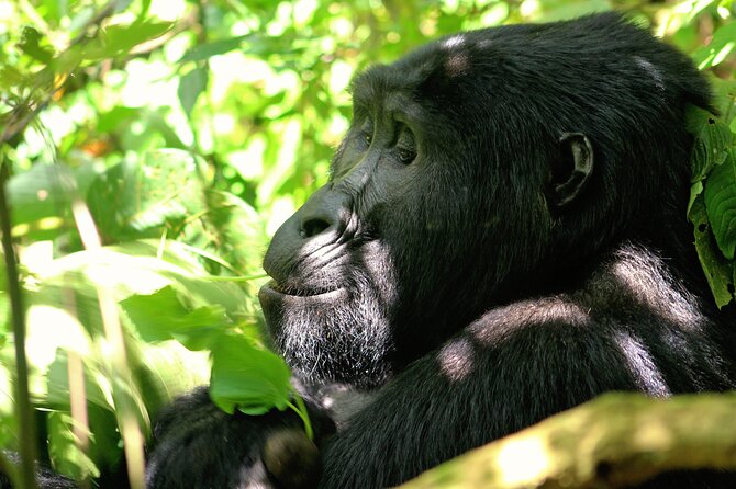 Bwindi Gorilla Safari - 3 Days - Day Two: Reading Forest Signs Before the Gorillas Appear
