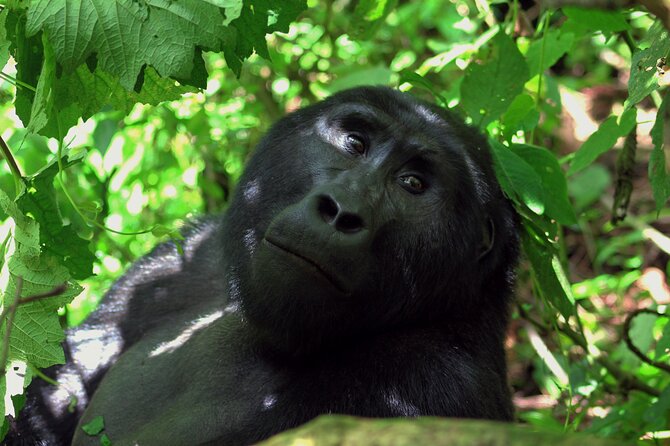 Bwindi Gorilla Safari - 3 Days - Day Three: Returning by the Same Route