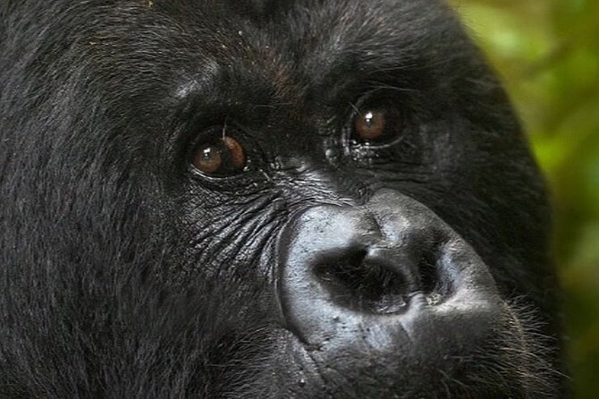 Bwindi Gorilla Safari - 3 Days - The Guide Can Make the Long Transfer Easier