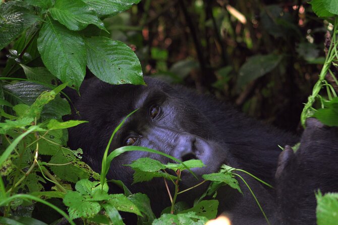 Bwindi Gorilla Safari - 3 Days - Who Will Get the Most From This Safari