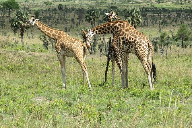 Bwindi impenetrable Kenya Tanzania Gorilla Safari 14 days 13 nights - From Entebbe to Kibale’s chimpanzee forest