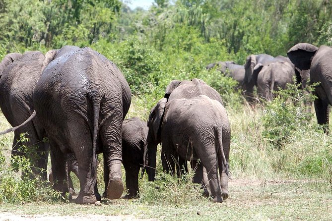 Bwindi impenetrable Kenya Tanzania Gorilla Safari 14 days 13 nights - A compressed return to Kenya