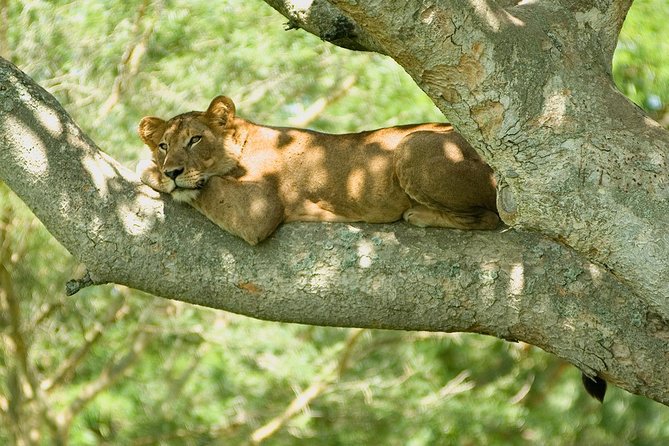 Bwindi impenetrable Kenya Tanzania Gorilla Safari 14 days 13 nights - Aberdares or Mount Kenya, clarify Day 7