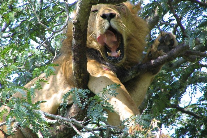 Bwindi impenetrable Kenya Tanzania Gorilla Safari 14 days 13 nights - The Maasai Mara in two full game-viewing periods