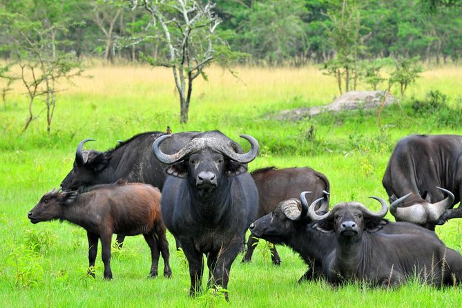 Bwindi impenetrable Kenya Tanzania Gorilla Safari 14 days 13 nights - Chimpanzee trekking and Bigodi Wetland
