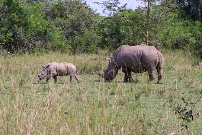 Day Tour Of Ziwa Rhino Sanctuary and Wildlife Ranch - ZIWA RHINO TREKKING - Leaving Kampala and reaching the sanctuary