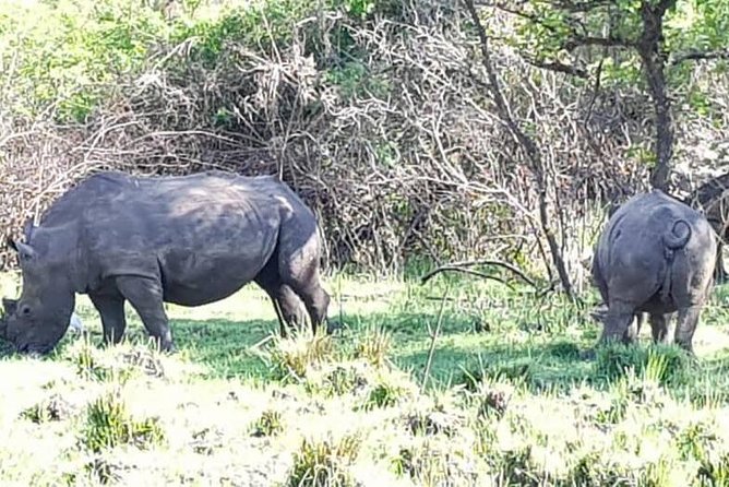 Day Tour Of Ziwa Rhino Sanctuary and Wildlife Ranch - ZIWA RHINO TREKKING - Beyond rhinos: hippos, monkeys, and the shoebill
