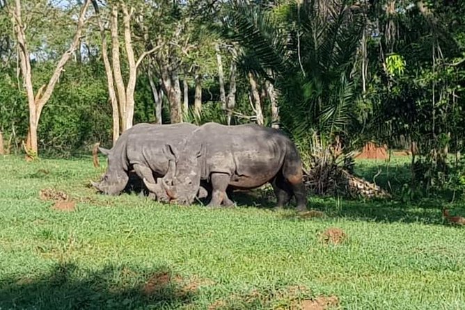Day Tour Of Ziwa Rhino Sanctuary and Wildlife Ranch - ZIWA RHINO TREKKING - What the ranger-led format adds