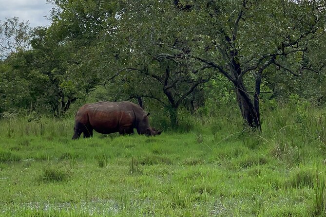 Day Tour Of Ziwa Rhino Sanctuary and Wildlife Ranch - ZIWA RHINO TREKKING - Timing, pace, and practical comfort