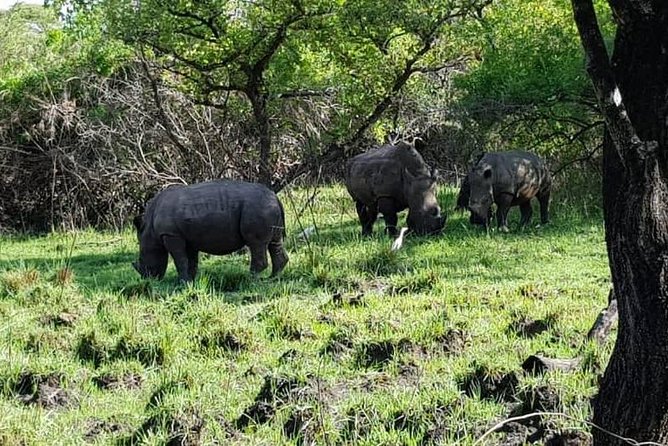 Day Tour Of Ziwa Rhino Sanctuary and Wildlife Ranch - ZIWA RHINO TREKKING - Who will enjoy this most