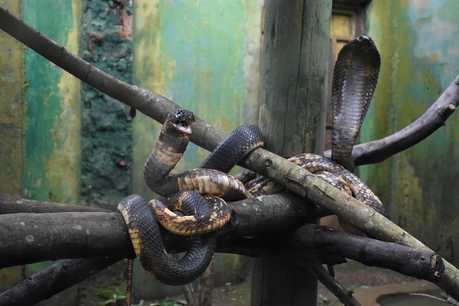 Entebbe Eco Tour - Full Day - A full day around Entebbe, not just an airport stop