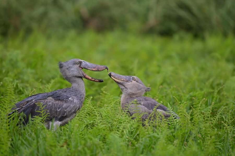Entebbe: Mabamba Swamp Shoebill Tracking Boat Tour - Key points at a glance