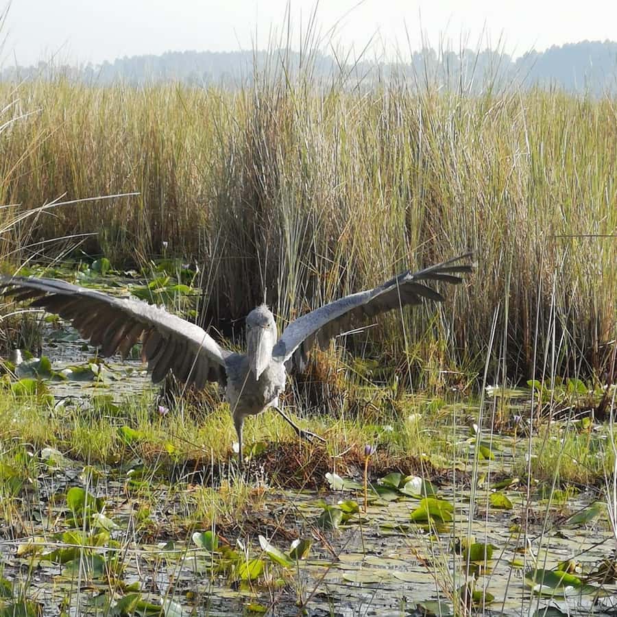 Entebbe: Mabamba Swamp Shoebill Tracking Boat Tour - Should you book this Shoebill experience?