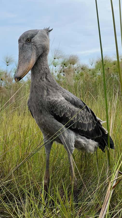 Entebbe: Mabamba Swamp Shoebill Tracking Boat Tour - Reading the papyrus channels at Mabamba