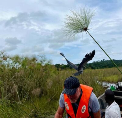 Mabamba Swamp Shoebill Tracking Boat Tour