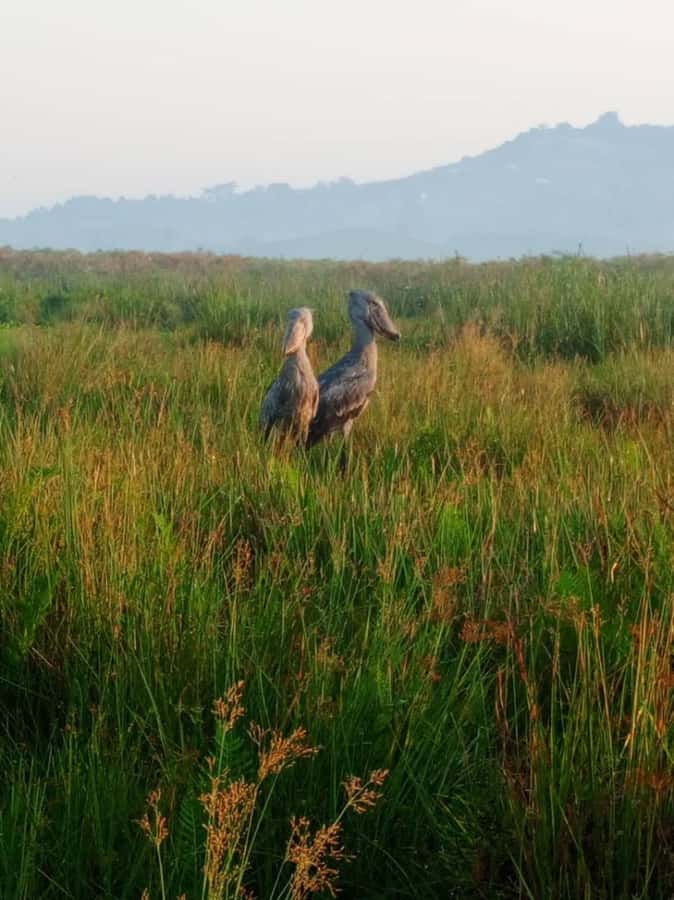 Entebbe: Mabamba Swamp Shoebill Tracking Boat Tour - Who should book the Mabamba boat trip