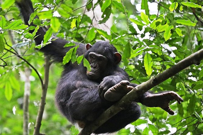 Experience Chimpanzee Trekking in Budongo Forest - Walking into Budongo Forest for chimpanzees
