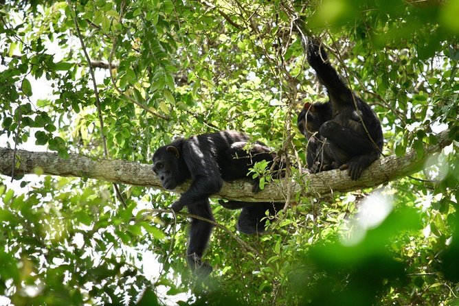 Experience Chimpanzee Trekking in Budongo Forest - The Royal Mile route and the forest start