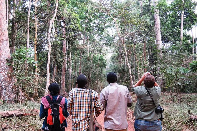 Experience Chimpanzee Trekking in Budongo Forest - Morning or evening tracking choices
