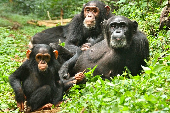 Experience Chimpanzee Trekking in Budongo Forest - What the private format really adds