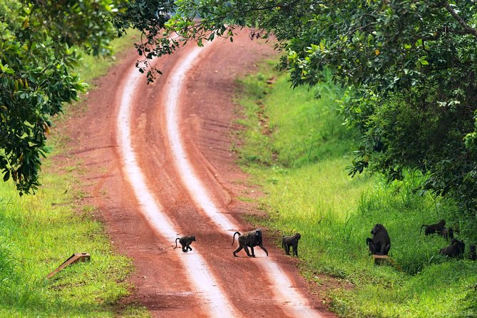 Experience Chimpanzee Trekking in Budongo Forest - How the guides affect the experience