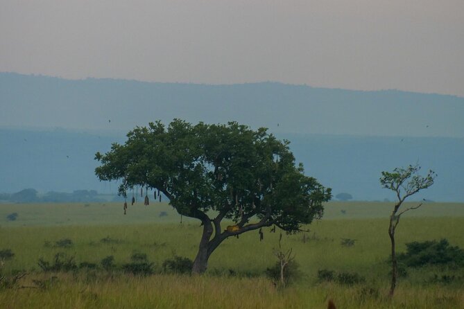 Exploring The Mighty Falls In Uganda - From Kampala to Uganda’s rhino country
