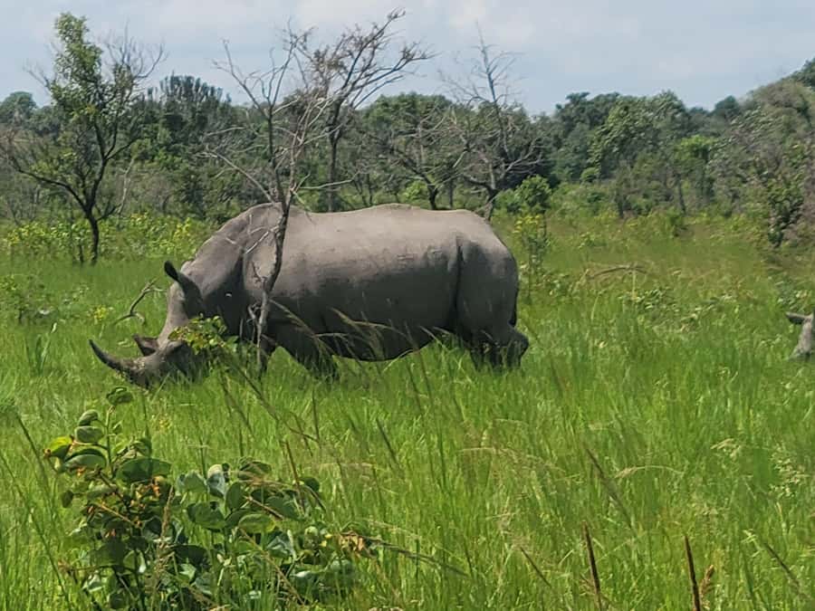 From Kampala: Ziwa Rhino Sanctuary Day Tour with Lunch - Key points to know before you book