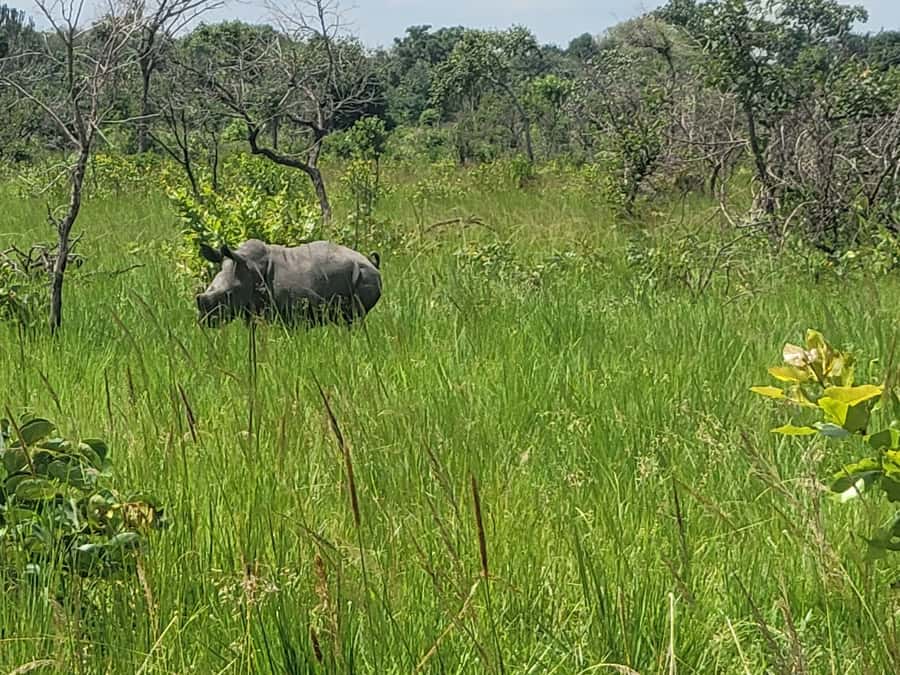 From Kampala: Ziwa Rhino Sanctuary Day Tour with Lunch - Why Ziwa is worth a full day from Kampala