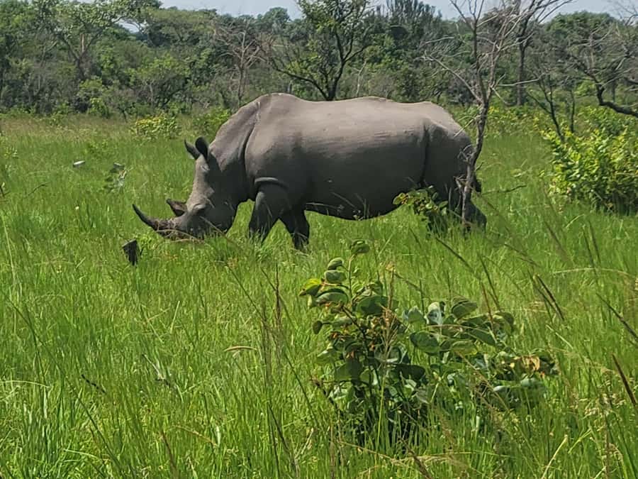 From Kampala: Ziwa Rhino Sanctuary Day Tour with Lunch - Meeting the rangers at Ziwa