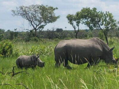 Ziwa Rhino Sanctuary Day Tour with Lunch
