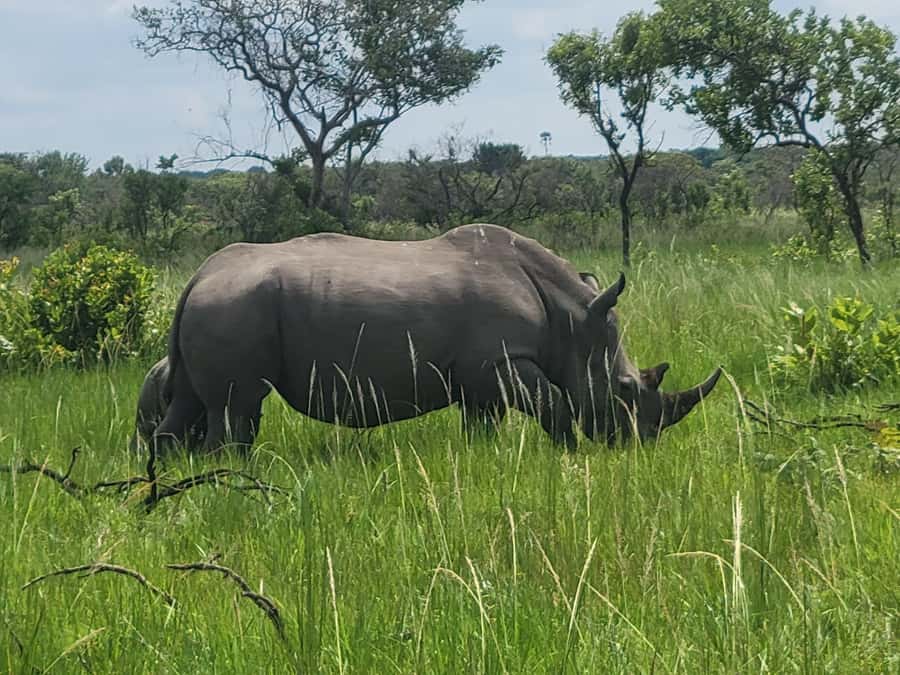 From Kampala: Ziwa Rhino Sanctuary Day Tour with Lunch - Who will enjoy this most