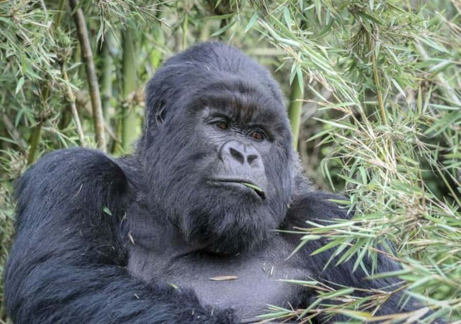 From Kigali: 1-Day Gorilla Trekking in Uganda - Why this gorilla trek is worth the effort