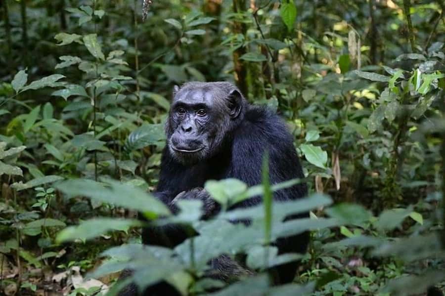 From Kigali: 1-Day Gorilla Trekking in Uganda - Breakfast, customs, and the move into Uganda