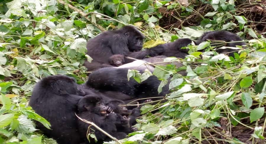 From Kigali: 1-Day Gorilla Trekking in Uganda - The 3:00 AM departure from Kigali
