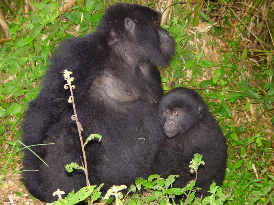 From Kigali: 2-Day Gorilla Trek: Bwindi Nat Park - One hour with a mountain gorilla family