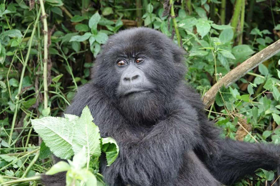From Kigali: 2-Day Gorilla Trek: Bwindi Nat Park - What $560 really buys you