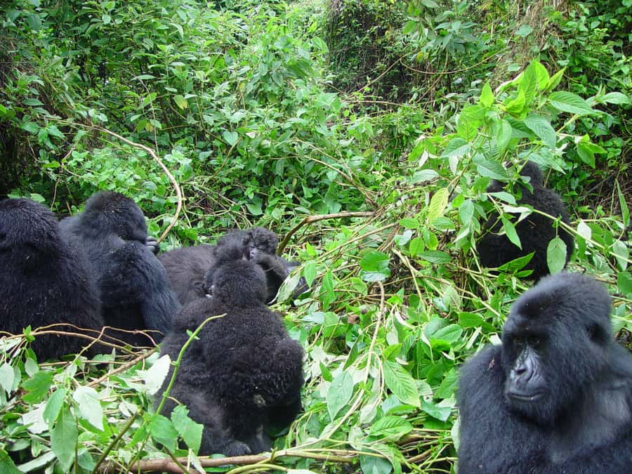 From Kigali: 2-Day Gorilla Trek: Bwindi Nat Park - Who should book this trek