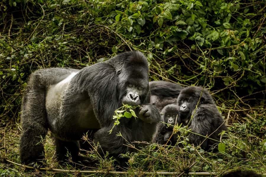 From Kigali: 2-Day Gorilla Trek: Bwindi Nat Park - Practical packing advice for the forest