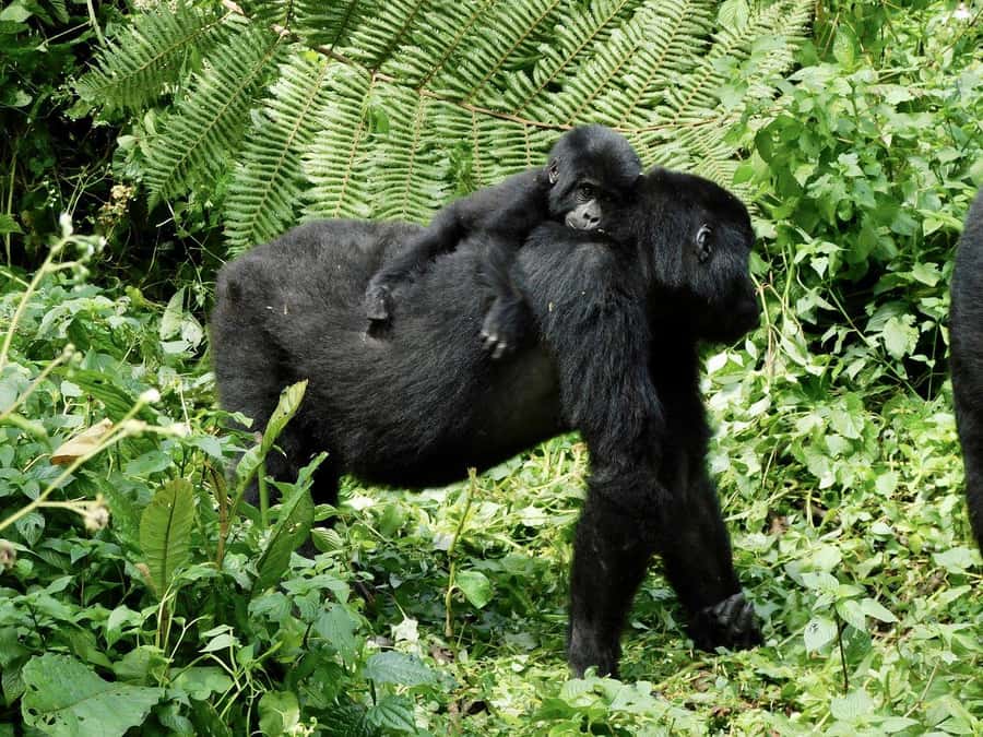 From Kigali: 2-Day Gorilla Trek in Bwindi - Kigali to Bwindi: a short trip with a serious wildlife price tag