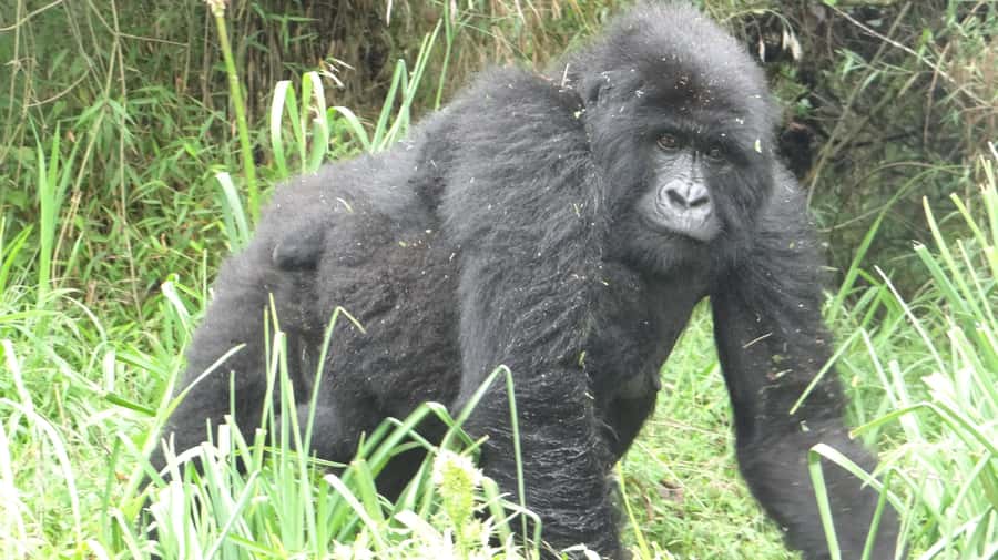From Kigali: 2-Day Gorilla Trek in Bwindi - A night near Bwindi before the trek