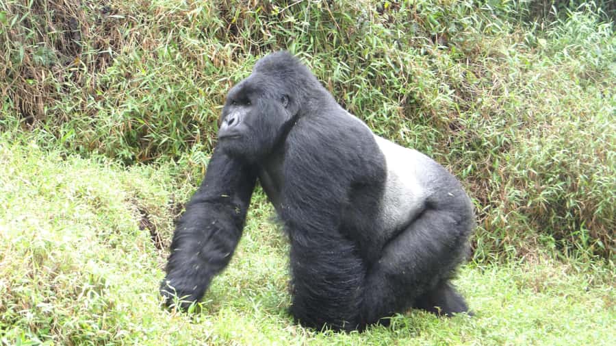 From Kigali: 2-Day Gorilla Trek in Bwindi - Who will appreciate this two-day format