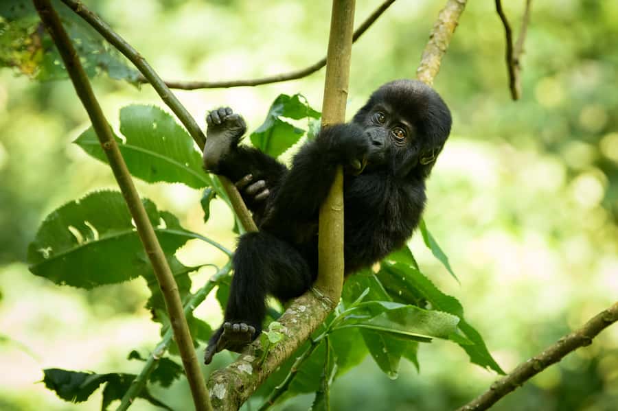 From Kigali: 2-Day Gorilla Trek in Bwindi - Booking details that deserve a close look