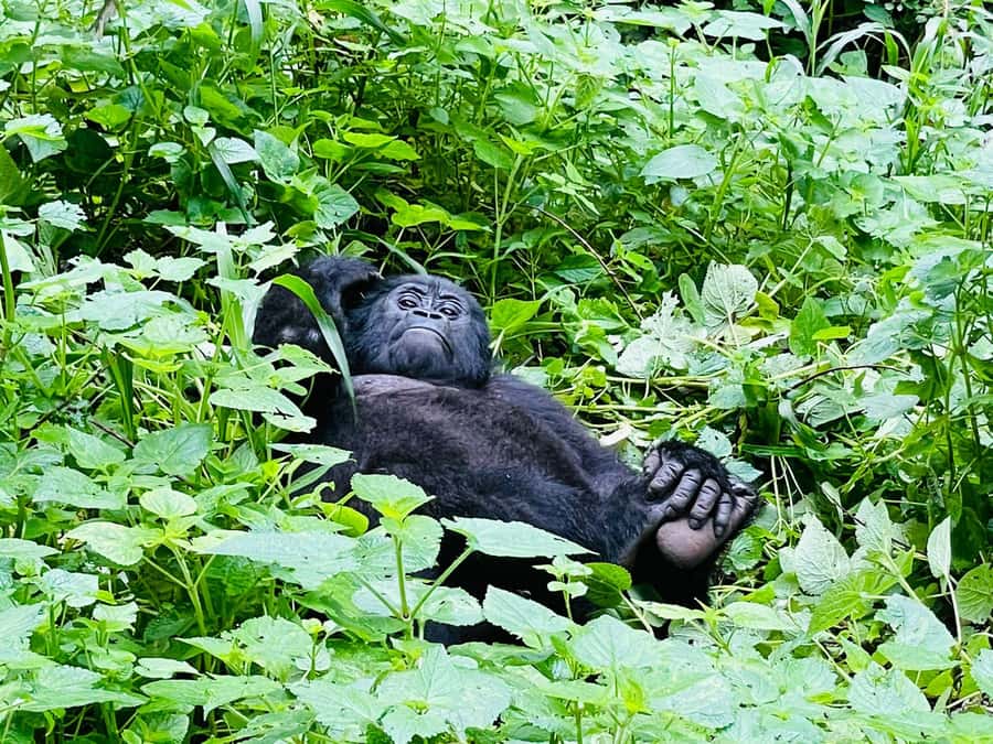 From Kigali: 2-Day Gorilla Trek in Bwindi - Should you book this Kigali to Bwindi trek?