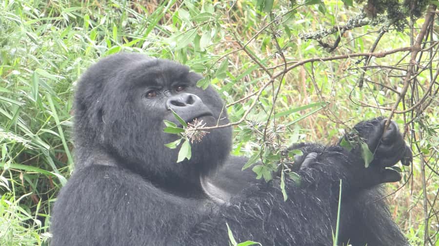 From Kigali: 2-Day Gorilla Trek in Bwindi - Day one: leaving Kigali and crossing into Uganda